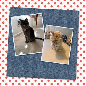 Meet your Posher, Mindy